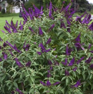 Butterfly Bush Shrub